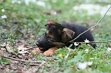 BERGER ALLEMAND 1167